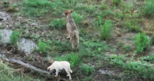 Δείτε βίντεο: Κουτάβι υιοθετήθηκε από αγέλη λύκων που ζει στην Κεντρική Μακεδονία Δείτε-βίντεο:-Κουτάβι-υιοθετήθηκε-από-αγέλη-λύκων-που-ζει-στην-Κεντρική-Μακεδονία