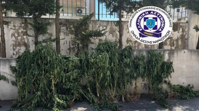 Θεσσαλονίκη:-Καλλιεργούσε-δενδρύλλια-κάνναβης-σε-δωμάτιο-σπιτιού-και-σε-εγκαταλελειμμένο-ποιμνιοστάσιο,-δείτε-εικόνες