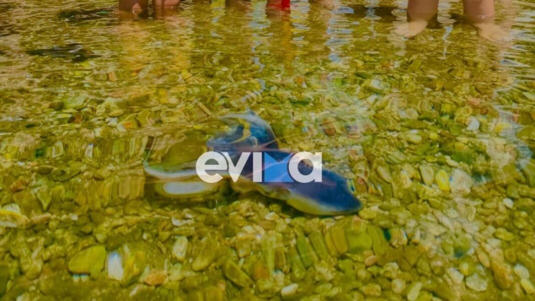 Βίντεο: Σπάνιο χταπόδι εμφανίστηκε σε παραλία της Εύβοιας Βίντεο:-Σπάνιο-χταπόδι-εμφανίστηκε-σε-παραλία-της-Εύβοιας