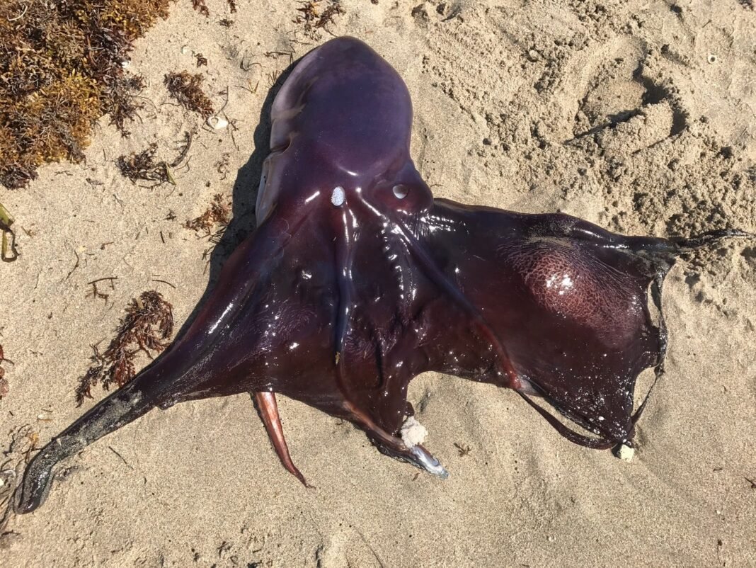 Rare Deep-Sea Blanket Octopus Spotted off Greek Island of Evia rare-deep-sea-blanket-octopus-spotted-off-greek-island-of-evia