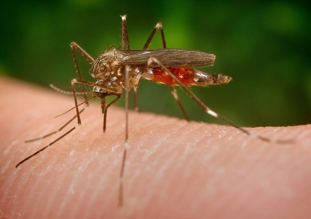 Greece Records First West Nile Virus Case of 2026 greece-records-first-west-nile-virus-case-of-2026