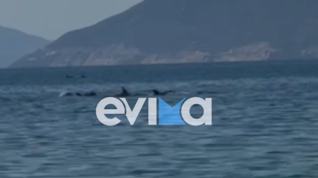 Εντυπωσιακό βίντεο από την Εύβοια με κοπάδι δελφινιών δίπλα σε λουόμενους Εντυπωσιακό-βίντεο-από-την-Εύβοια-με-κοπάδι-δελφινιών-δίπλα-σε-λουόμενους