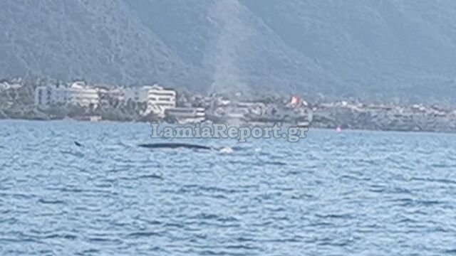 Φυσητήρας κάνει βόλτες ανοιχτά των Καμένων Βούρλων, δείτε βίντεο Φυσητήρας-κάνει-βόλτες-ανοιχτά-των-Καμένων-Βούρλων,-δείτε-βίντεο