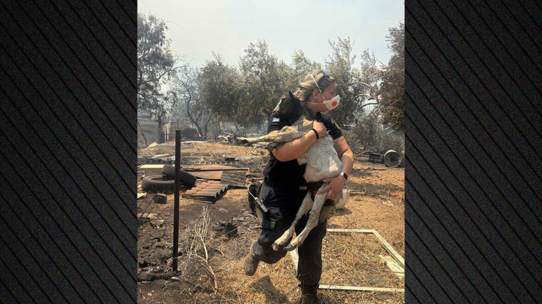 Αστυνομικός στη Βοιωτία έσωσε κατσικάκι μέσα από τις φλόγες Αστυνομικός-στη-Βοιωτία-έσωσε-κατσικάκι-μέσα-από-τις-φλόγες