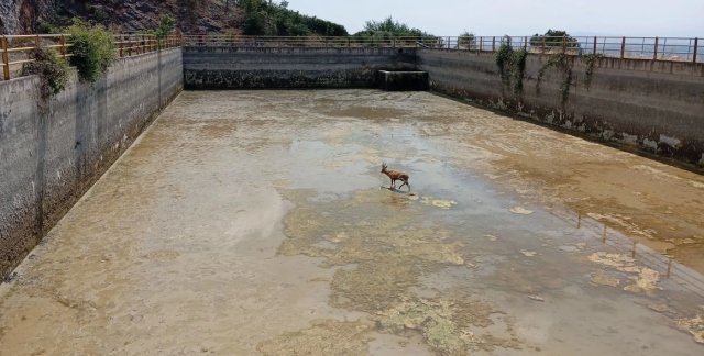 Ζαρκάδι εγκλωβίστηκε σε δεξαμενή νερού στις Πρέσπες, δείτε εικόνα Ζαρκάδι-εγκλωβίστηκε-σε-δεξαμενή-νερού-στις-Πρέσπες,-δείτε-εικόνα