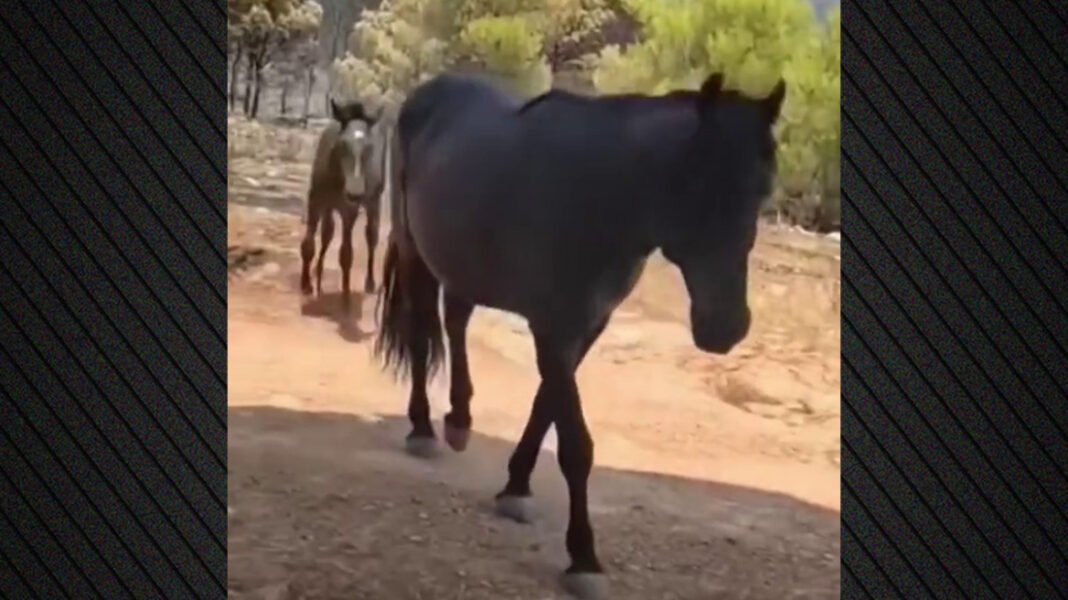 Συγκινητικό βίντεο: Τα άλογα που έφυγαν τρομαγμένα από τη φωτιά στη Δυτική Αττική, πίνουν νερό από το χέρι πυροσβεστών Συγκινητικό-βίντεο:-Τα-άλογα-που-έφυγαν-τρομαγμένα-από-τη-φωτιά-στη-Δυτική-Αττική,-πίνουν-νερό-από-το-χέρι-πυροσβεστών