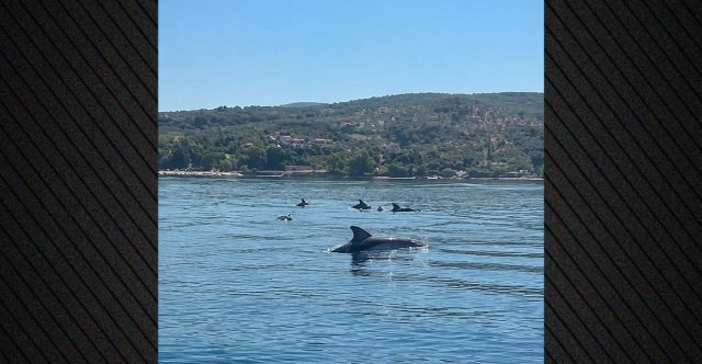 Δείτε βίντεο: Κοπάδι δελφινιών κολύμπησε δίπλα σε σκάφος στον Παγασητικό, «ένα όνειρο έγινε πραγματικότητα» Δείτε-βίντεο:-Κοπάδι-δελφινιών-κολύμπησε-δίπλα-σε-σκάφος-στον-Παγασητικό,-«ένα-όνειρο-έγινε-πραγματικότητα»