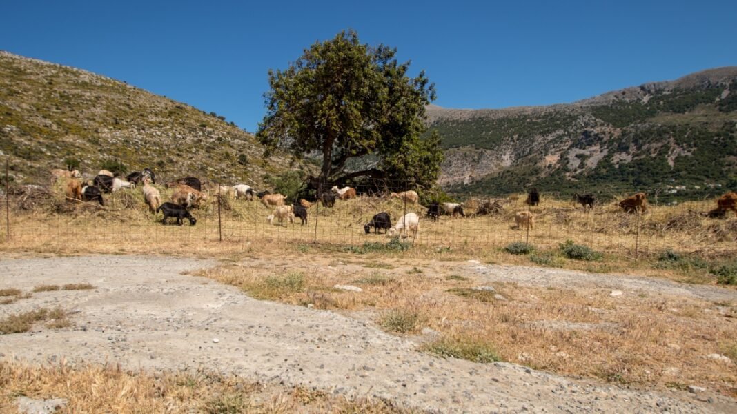 Πέθανε κτηνοτρόφος στη Λέσβο μετά τη θανάτωση του κοπαδιού του λόγω αφθώδους πυρετού Πέθανε-κτηνοτρόφος-στη-Λέσβο-μετά-τη-θανάτωση-του-κοπαδιού-του-λόγω-αφθώδους-πυρετού