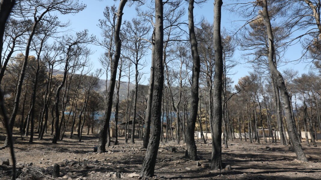 Χαρδαλιάς: Καμία ανεμογεννήτρια σε καμένες και αναδασωτέες περιοχές της Αττικής Χαρδαλιάς: Καμία ανεμογεννήτρια σε καμένες και αναδασωτέες περιοχές της Αττικής