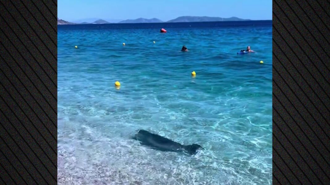 Βίντεο: Εμφανίστηκε φώκια στην Κινέτα, κολυμπούσε στα ρηχά δίπλα στους λουόμενους Βίντεο:-Εμφανίστηκε-φώκια-στην-Κινέτα,-κολυμπούσε-στα-ρηχά-δίπλα-στους-λουόμενους