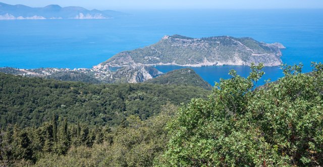 Η-χαλέπιος-πεύκη-στο-δάσος-της-Σίβηρης-έχει-τη-δύναμη-να-ξαναγίνει-δάσος,-λέει-καθηγητής-του-ΑΠΘ
