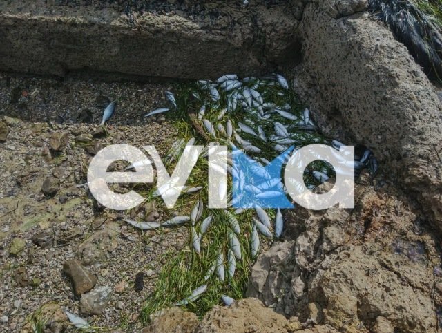 Δεκάδες νεκρά ψάρια ξεβράστηκαν στην παραλία Ροδιές στην Χαλκίδα, δείτε εικόνες και βίντεο Δεκάδες-νεκρά-ψάρια-ξεβράστηκαν-στην-παραλία-Ροδιές-στην-Χαλκίδα,-δείτε-εικόνες-και-βίντεο