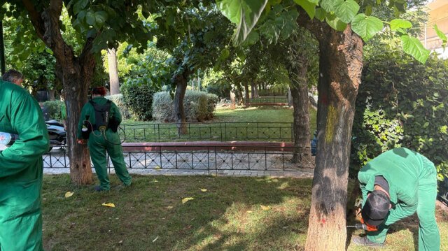 Το κινέζικο σκαθάρι απειλεί τις μουριές της Αθήνας, εμφανίστηκε για πρώτη φορά στην πόλη το 2019 Το-κινέζικο-σκαθάρι-απειλεί-τις-μουριές-της-Αθήνας,-εμφανίστηκε-για-πρώτη-φορά-στην-πόλη-το-2019