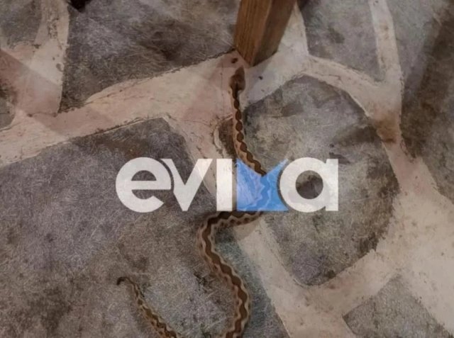 Αναστάτωση σε ταβέρνα στην Εύβοια από φίδι που περνούσε κάτω από τα τραπέζια, δείτε βίντεο Αναστάτωση-σε-ταβέρνα-στην-Εύβοια-από-φίδι-που-περνούσε-κάτω-από-τα-τραπέζια,-δείτε-βίντεο