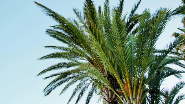 Πέλλα: Μπήκε σε αυλή και έκλεψε δύο φοίνικες και τρία γιούκα αξίας 12.500 ευρώ Πέλλα:-Μπήκε-σε-αυλή-και-έκλεψε-δύο-φοίνικες-και-τρία-γιούκα-αξίας-12.500-ευρώ