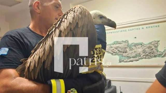 Γυπαετός-«προσγειώθηκε»-σε-φτερό-αεροπλάνου-στο-Ηράκλειο-και-δεν-έλεγε-να-φύγει,-πώς-κατάφεραν-να-τον-πιάσουν