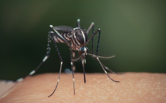 Βόρεια Μακεδονία: Τέσσερις νεκροί και 35 κρούσματα από τον ιό του Δυτικού Νείλου Βόρεια-Μακεδονία:-Τέσσερις-νεκροί-και-35-κρούσματα-από-τον-ιό-του-Δυτικού-Νείλου