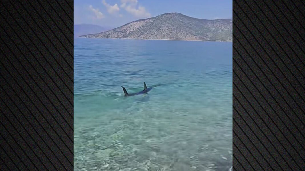 Τεράστιο ψάρι εμφανίστηκε στα ρηχά παραλίας στην Ψάθα, δείτε βίντεο Τεράστιο-ψάρι-εμφανίστηκε-στα-ρηχά-παραλίας-στην-Ψάθα,-δείτε-βίντεο