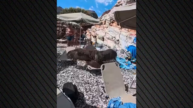 Εξαντλημένος-γύπας-προσγειώθηκε-σε-ξαπλώστρα-σε-πολυσύχναστη-παραλία-στα-Σφακιά,-δείτε-βίντεο