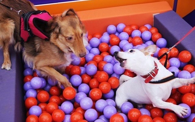 Η άνοδος του pet sitting στην Ελλάδα – Πόσο κοστίζει η φιλοξενία Η-άνοδος-του-pet-sitting-στην-Ελλάδα-–-Πόσο-κοστίζει-η-φιλοξενία