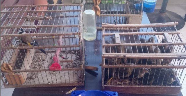 Συνελήφθη 70χρονος που κρατούσε παράνομα 76 άγρια πτηνά στη Λέσβο, τα παγίδευε με δίχτυα Συνελήφθη-70χρονος-που-κρατούσε-παράνομα-76-άγρια-πτηνά-στη-Λέσβο,-τα-παγίδευε-με-δίχτυα