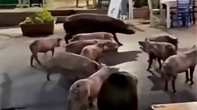 Γουρουνάκια το σκάνε από χοιροστάσιο και κάνουν παρέλαση στα καφενεία σε πλατεία στα Χανιά, δείτε βίντεο Γουρουνάκια-το-σκάνε-από-χοιροστάσιο-και-κάνουν-παρέλαση-στα-καφενεία-σε-πλατεία-στα-Χανιά,-δείτε-βίντεο