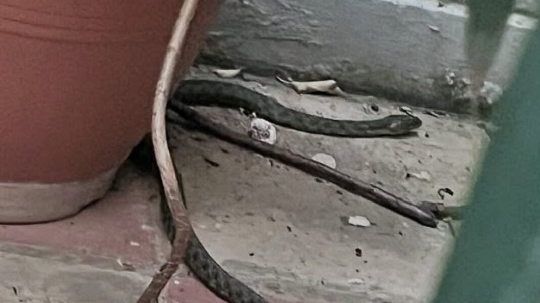 Φίδι έκανε… βόλτες ανάμεσα σε γλάστρες στα Εξάρχεια, δείτε φωτογραφίες Φίδι-έκανε…-βόλτες-ανάμεσα-σε-γλάστρες-στα-Εξάρχεια,-δείτε-φωτογραφίες