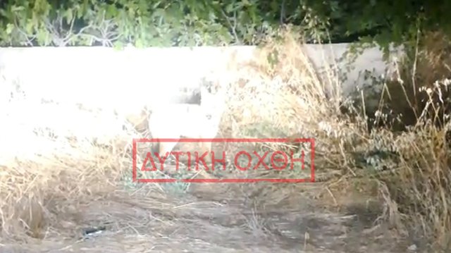 Λύκος στη Φυλή έφτασε δίπλα σε παιδική χαρά, δείτε βίντεο Λύκος-στη-Φυλή-έφτασε-δίπλα-σε-παιδική-χαρά,-δείτε-βίντεο