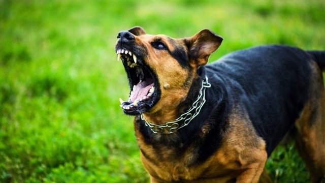 Τρόμος για γυναίκα στην Άφησσο του Βόλου, σκυλιά της επιτέθηκαν σε δρόμο και την τραυμάτισαν Τρόμος-για-γυναίκα-στην-Άφησσο-του-Βόλου,-σκυλιά-της-επιτέθηκαν-σε-δρόμο-και-την-τραυμάτισαν