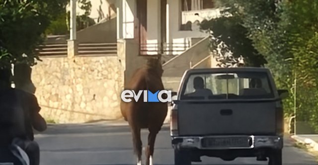 Οδηγός-στην-Εύβοια-έδεσε-άλογο-στην-καρότσα-και-το-έσερνε-στο-δρόμο,-δείτε-βίντεο
