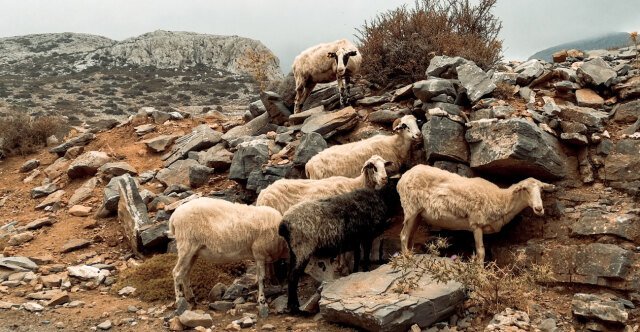 Κεραυνός σκότωσε 88 πρόβατα στα Ιωάννινα, ανεμοστρόβιλος κατέστρεψε εγκαταστάσεις κτηνοτροφικής μονάδας Κεραυνός-σκότωσε-88-πρόβατα-στα-Ιωάννινα,-ανεμοστρόβιλος-κατέστρεψε-εγκαταστάσεις-κτηνοτροφικής-μονάδας