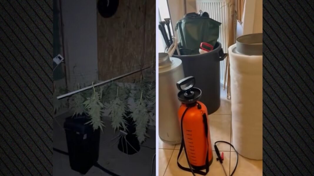 Εργαστήριο-καλλιέργειας-κάνναβης-εντοπίστηκε-σε-σπίτι-στα-Άνω-Λιόσια:-Συνελήφθη-39χρονος,-κατασχέθηκαν-σχεδόν-8-κιλά