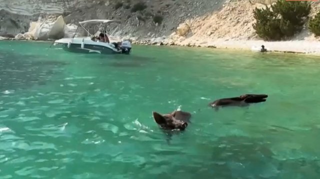 Καταγγελία ότι τραυματίστηκαν αγριόχοιροι από προπέλες σκαφών στον Άτοκο Καταγγελία-ότι-τραυματίστηκαν-αγριόχοιροι-από-προπέλες-σκαφών-στον-Άτοκο