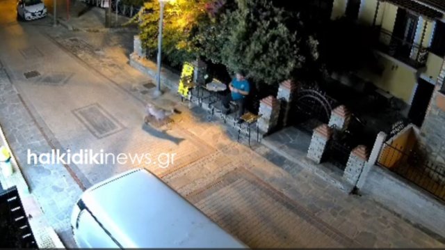 Λύκος μπήκε στη Νικήτη Χαλκιδικής και πλησίασε άνδρα που καθόταν έξω από κατάστημα, δείτε βίντεο Λύκος-μπήκε-στη-Νικήτη-Χαλκιδικής-και-πλησίασε-άνδρα-που-καθόταν-έξω-από-κατάστημα,-δείτε-βίντεο