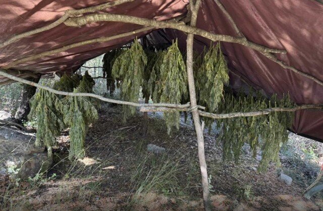 Φυτεία με 330 δενδρύλλια κάνναβης εντοπίστηκε στην Αχαΐα, δείτε φωτογραφίες Φυτεία-με-330-δενδρύλλια-κάνναβης-εντοπίστηκε-στην-Αχαΐα,-δείτε-φωτογραφίες