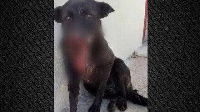 Σε ευθανασία θα υποβληθεί ο σκύλος που πυροβολήθηκε στη μουσούδα στην Ηλεία Σε-ευθανασία-θα-υποβληθεί-ο-σκύλος-που-πυροβολήθηκε-στη-μουσούδα-στην-Ηλεία