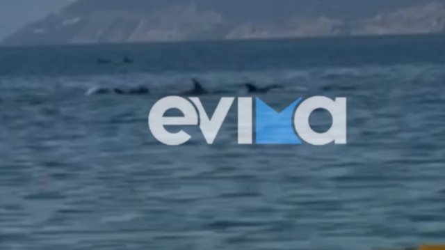 Απίστευτο-θέαμα-στον-Ευβοϊκό:-Φώκια-και-20-δελφίνια-έκαναν-βόλτα,-δείτε-βίντεο