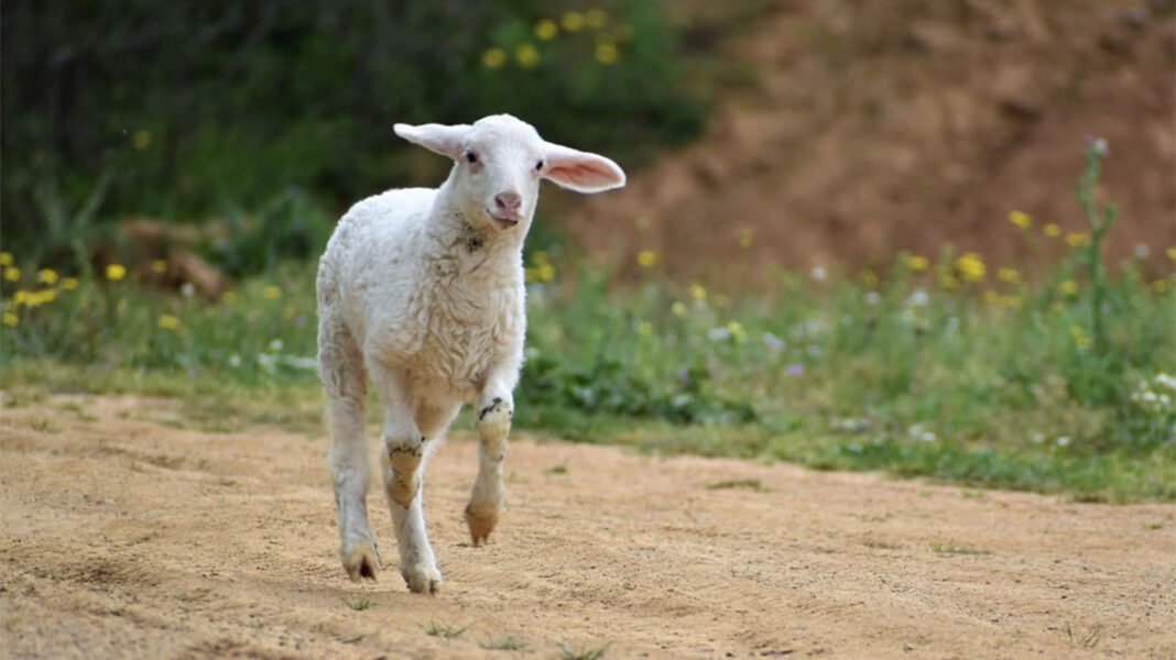 Κτηνωδία στον Τύρναβο: Άρπαξαν και σκότωσαν την προβατίνα Πόπη που είχε υιοθετηθεί από όταν ήταν μωρό, φιλόζωοι καταγγέλλουν «κακομαθημένα πλουσιόπαιδα» Κτηνωδία-στον-Τύρναβο:-Άρπαξαν-και-σκότωσαν-την-προβατίνα-Πόπη-που-είχε-υιοθετηθεί-από-όταν-ήταν-μωρό,-φιλόζωοι-καταγγέλλουν-«κακομαθημένα-πλουσιόπαιδα»