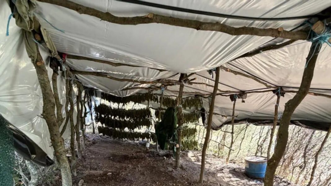 Φυτεία-με-812-δενδρύλλια-κάνναβης-βρέθηκε-κρυμμένη-μέσα-σε-δάσος-στη-Λάρισα,-πάνω-από-800.000-ευρώ-το-προσδοκώμενο-όφελος