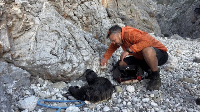Κουβάλησαν τραυματισμένη φώκια 15 κιλών για να την σώσουν στα Κύθηρα, δείτε βίντεο και φωτογραφίες Κουβάλησαν-τραυματισμένη-φώκια-15-κιλών-για-να-την-σώσουν-στα-Κύθηρα,-δείτε-βίντεο-και-φωτογραφίες