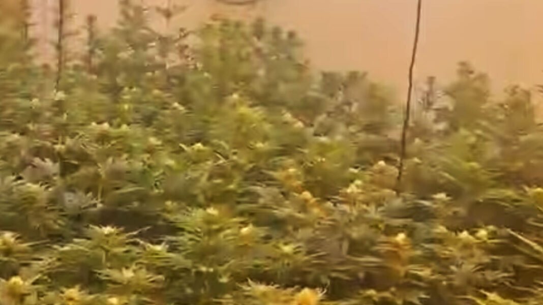 Εργαστήριο κάνναβης με 255 δενδρύλλια βρήκε η ΕΛΑΣ στην Αττική, πάνω από 200.000 ευρώ τα προσδοκώμενα κέρδη Εργαστήριο-κάνναβης-με-255-δενδρύλλια-βρήκε-η-ΕΛΑΣ-στην-Αττική,-πάνω-από-200.000-ευρώ-τα-προσδοκώμενα-κέρδη