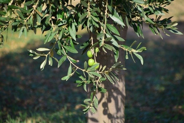 Νεκρός κάτω από δέντρο βρέθηκε 73χρονος στην Ηλεία, είχε έρθει από την Αθήνα για να μαζέψει τις ελιές του Νεκρός-κάτω-από-δέντρο-βρέθηκε-73χρονος-στην-Ηλεία,-είχε-έρθει-από-την-Αθήνα-για-να-μαζέψει-τις-ελιές-του