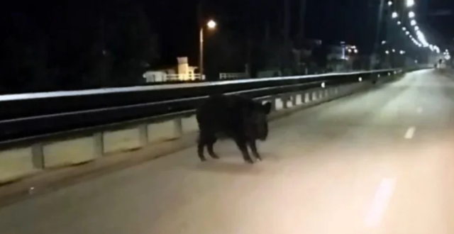 Αγριογούρουνο-εμφανίστηκε-σε-κεντρική-λεωφόρο-των-Ιωαννίνων,-δείτε-βίντεο