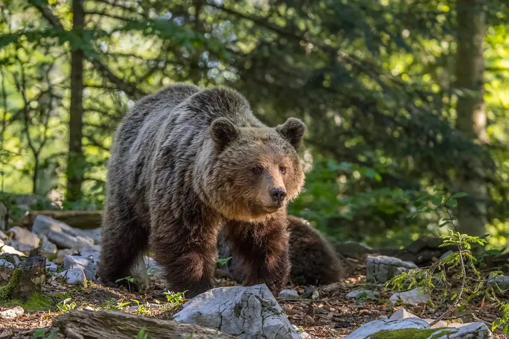 Young Brown Bear Shot Dead in Greece’s Prespa National Park young-brown-bear-shot-dead-in-greece’s-prespa-national-park